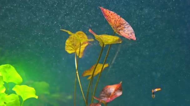 Rode Tijgerlotus Nymphaea Lotus Var Rubra Waterlelie Van Waterplanten Vissentank — Stockvideo
