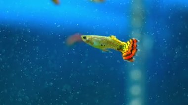 Ev akvaryumundaki guppy balığı yavaş çekim makrosu kapat. Ev hobisi. Poecilia reticulate tatlı su balığıdır. Huzurlu topluluk balığı. Cankurtaranlar, genç doğurun, yumurtlamayın..