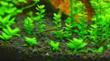 Otos catfish feeding on algae in the home hobby planted fish tank. Macro close up with very shallow depth of field. Dwarf suckers or Loricariidae face in aquarium. Slow motion.