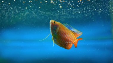 Dwarf Gourami fish, Trichogaster lalius, male specimen with red orange stripes coloration. Macro close up slow motion in aquarium. Species of fish native to southeastern Asia. Tropical fish hobby.