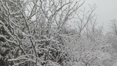 Ormanda kar fırtınası. Kış vakti destansı güçlü rüzgar ve kar. Güzel bir doğa geçmişi var. Kanada 'da şiddetli kar fırtınası sırasında kozalaklı orman.