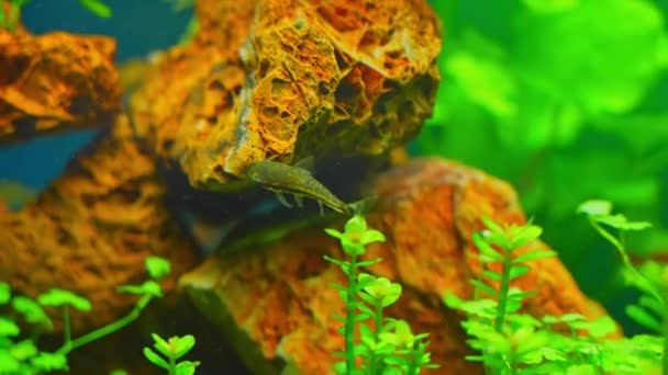 Otos Catfish Feeding Algae Home Hobby Planted Fish Tank Macro — Vídeos de Stock