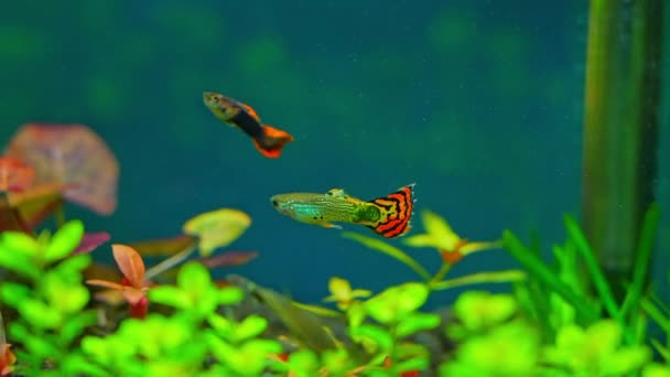 Guppy Fische Heimischen Aquarium Zeitlupe Makro Aus Nächster Nähe Hobby — Stockvideo