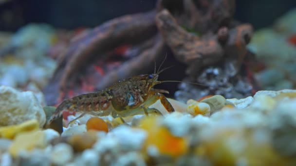 趣味の魚プールで岩の中でエビのクローズアップ ザリガニ Crayfish ザリガニ 淡水ロブスター イモムシやイモムシとして知られる淡水甲殻類である — ストック動画