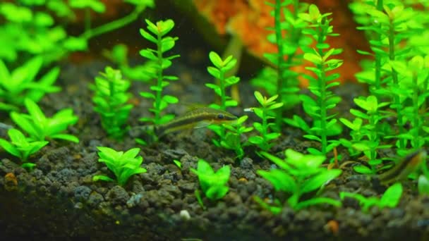 Otos Catfish Feeding Algae Home Hobby Planted Fish Tank Macro — Vídeo de Stock