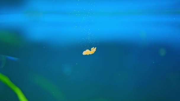 Dwarf Gourami Colisa Lalia Small Brightly Colored Freshwater Fish Peaceful — 图库视频影像