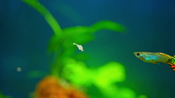 Akvaryumundaki Guppy Balığı Yavaş Çekim Makrosu Kapat Hobisi Poecilia Reticulate — Stok video