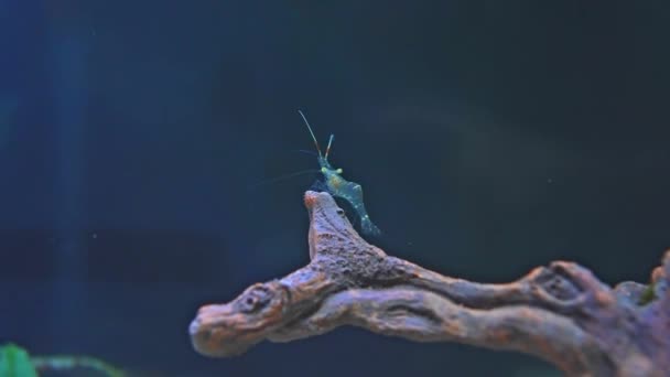 Freshwater Ghost Shrimp Macro Shot Slow Motion Close Very Shallow — Stockvideo