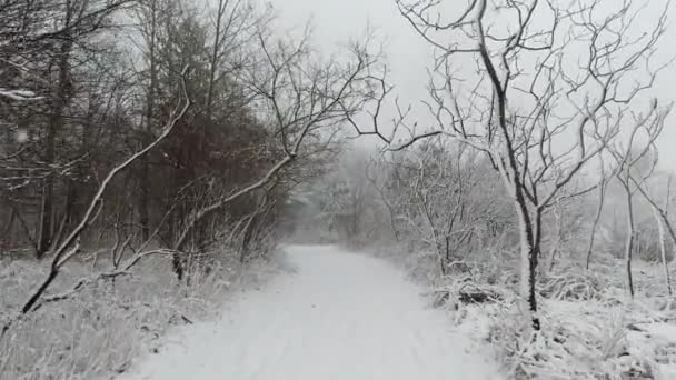 Zimní Sněhová Bouře Lesní Turistické Stezce Epický Silný Vítr Sníh — Stock video