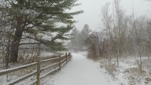 森のハイキングコースで冬の雪嵐 冬には壮大な強い風と雪 美しい自然背景パス カナダでの激しい雪嵐の間の針葉樹林 — ストック動画
