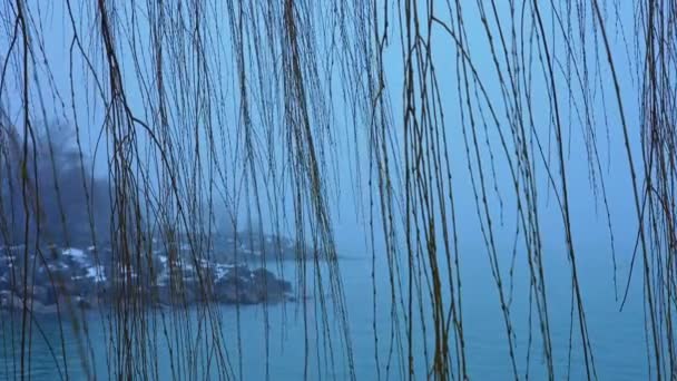 Foggy Λίμνη Σκηνή Κλαδιά Κλαίουσα Ιτιά Αιωρείται Στον Άνεμο Αργή — Αρχείο Βίντεο