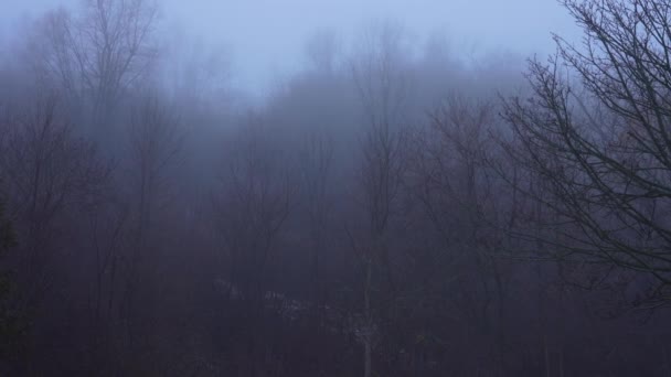 Bosques Místicos Oscuros Otoño Árboles Montañas Miedo Místico Oscuro Niebla — Vídeos de Stock