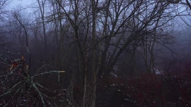 Drzewa Góry Mgle Mistyczny Mglisty Jesienny Wieczór Las Silnym Dymie — Wideo stockowe