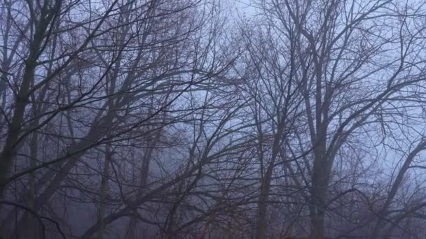 Fák Hegyek Ködben Misztikus Ködös Őszi Alkonyat Erdőben Sűrű Köd — Stock videók