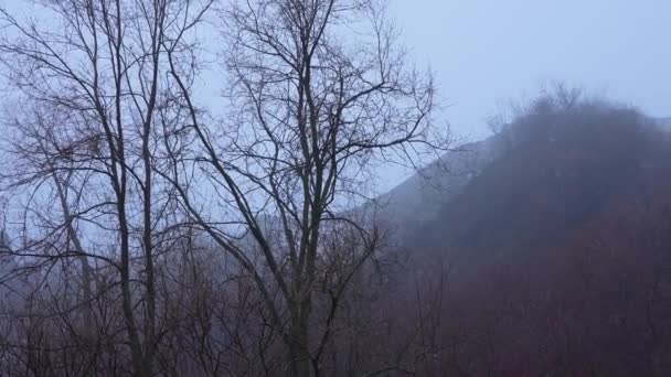 Místico Escuro Nevoeiro Floresta Outono Árvores Montanhas Assustador Místico Escuro — Vídeo de Stock