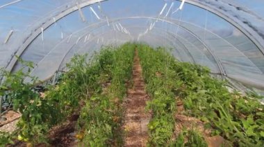 Şehir serasında yetişen taze kırmızı ve yeşil domatesler. Organik sebzelerin incelenmesi çiğ gıdalar. Şehirdeki şehir bahçesinde organik ürün. Sera çiftçiliği ve tarım.