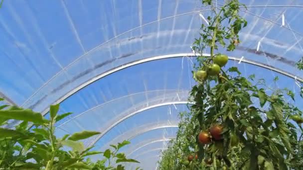 Frische Rote Und Grüne Reife Tomaten Die Städtischen Gewächshäusern Angebaut — Stockvideo