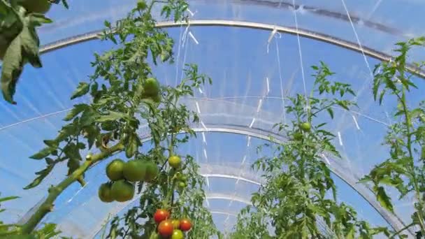 Rośliny Pomidorów Rosnące Szklarni Miejskim Ogrodzie Spacer Kontrola Zdrowia Roślin — Wideo stockowe