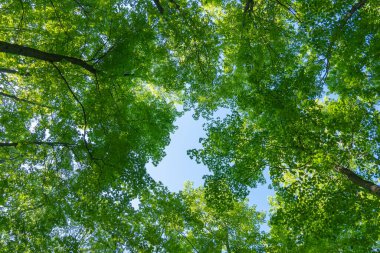 Çıngıraklı Yılan Noktası Koruma Alanı biyosfer rezervi. Yeşil ağaçlar yukarı bakıyor. Yüksek kayalıklarda eşsiz ve çeşitli doğal ortamlar barındırır. Toronto 'dan uzaktaki kırsal alan.. 