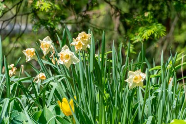 Rosetta McClain Gardens 'da Narcissus Paskalya Başlığı, Scarborough, Ontario, Kanada' da bir halk bahçesi. Scarborough Kayalıkları bölgesi. Fotoğrafçılık ve doğanın tadını çıkarmak için popüler bir yer..