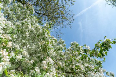 Avrupa yaban elması veya Malus, Rosetta McClain Bahçeleri 'nde baharda çiçek açan elma ağacı, Scarborough, Ontario, Kanada' da bir halk bahçesi. Fotoğraf için popüler bir nokta.