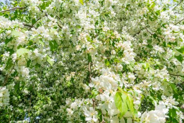 Avrupa yaban elması veya Malus, Rosetta McClain Bahçeleri 'nde baharda çiçek açan elma ağacı, Scarborough, Ontario, Kanada' da bir halk bahçesi. Fotoğraf için popüler bir nokta.
