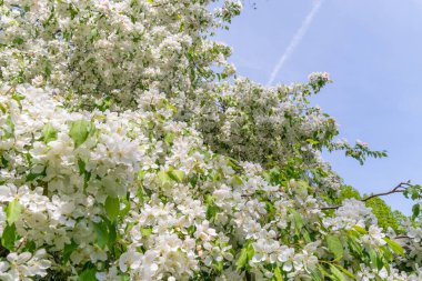 Avrupa yaban elması veya Malus, Rosetta McClain Bahçeleri 'nde baharda çiçek açan elma ağacı, Scarborough, Ontario, Kanada' da bir halk bahçesi. Fotoğraf için popüler bir nokta.