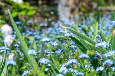 Rosetta McClain Bahçeleri 'nde ilkbaharda açan Wood Forget-me-not çiçeği. Scarborough, Ontario, Kanada' da bulunan bir halk bahçesi. Fotoğraf için popüler bir nokta.