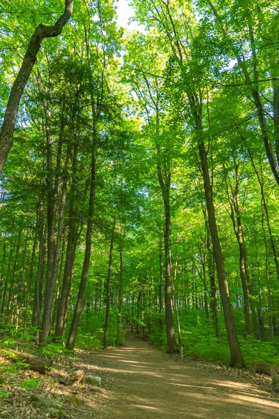 Rattlesnake Point Conservation Area Hiking Trail Green Trees Summer Natural — Stock Photo, Image