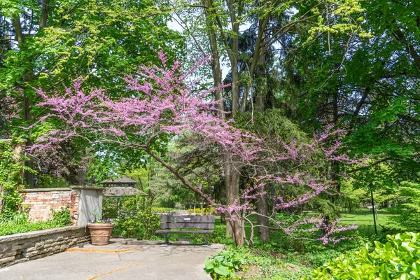 Rosetta McClain Bahçeleri, Doğu Redbud ağacı ya da Judas Ağacı 'ndan yapılmış gölgelerin altında. Etrafı bahçe bitkileriyle çevrili. Scarborough, Ontario, Kanada 'da bir halk bahçesi. Scarborough Kayalıkları bölgesi.