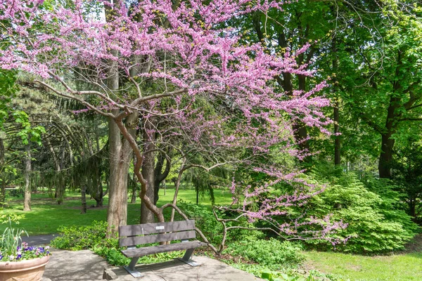 Rosetta McClain Gardens bench under shade made of Eastern Redbud tree or Judas Tree. Surrounded by garden flora. Picturesque public garden located in Scarborough, Ontario, Canada. Scarborough Bluffs area.