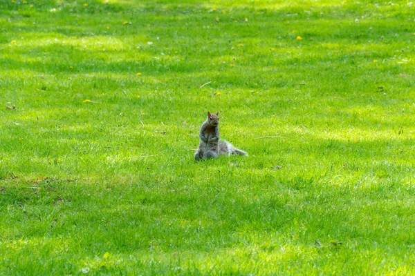 Eastern Gray Squirrel Rosetta Mcclean Gardens Public Gardens Located Scarborough — стоковое фото