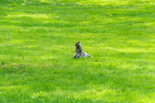 ロゼッタ マクレーン ガーデンズの東灰色のリス カナダのオンタリオ州スカボローに位置する公共庭園 スカボローブラフエリア 写真撮影 ピクニック 自然を楽しむための人気のスポット — ストック写真