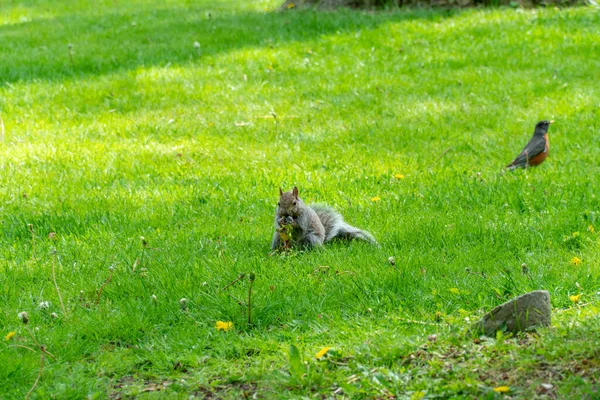 Eastern Gray Squirrel Rosetta Mcclain Gardens Giardino Pubblico Situato Scarborough — Foto Stock