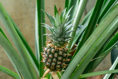 Pineapple in the Gage Park Tropical Greenhouse. Lush greenery and vibrant floral blooming. Tropical House with exotic plants. Botanical gem located in Hamilton, Ontario.