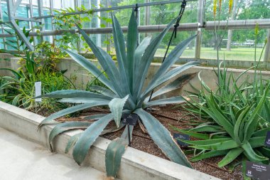 Agave succulent cactus in the Gage Park Tropical Greenhouse. Lush greenery and vibrant floral blooming. Tropical House with exotic plants. Botanical gem located in Hamilton, Ontario, Canada.