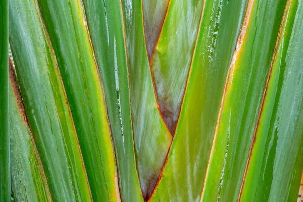 Banana Palm Tree Stem Pattern Gage Park Tropical Greenhouse Botanical — ストック写真