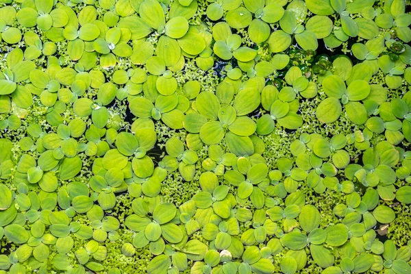 Aquarium water lettuce plant in the hobby fish tank water surface macro close up with shallow depth of field. Green duckweed floating on the water healthy ecosystem environment.