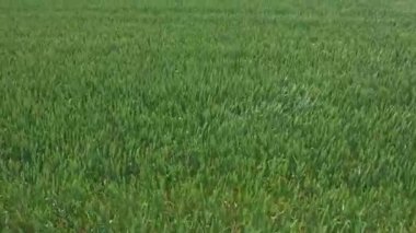 Yazın başında Kanada kırsalında yeşil buğday tarlasında uçmak. Tarım buğday tarlasının havadan görünüşü. Buğday çiftliğinin en üst manzarası. Güçlü rüzgardan dalgalanan ekinler. Yiyecek konsepti.