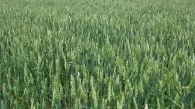 Yukarıdan buğday tarlası manzarası. Güçlü rüzgardan dalgalanan ekinler. Genç yeşil buğday yaz gününde yavaşça sallanıyor. Yemek konsepti. Kanada kırsalında sonsuz yeşil alan manzarası.