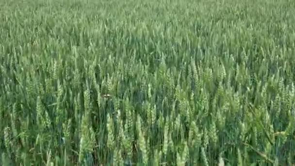 上からの麦畑の眺め 強い風から波に乗って移動する作物 若い緑の小麦は夏の日にゆっくりと揺れる 食べ物の概念 カナダの田舎の無限の緑のフィールドの眺め — ストック動画