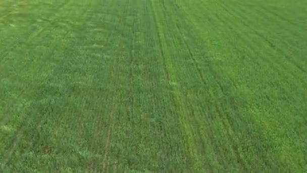 Вид Поле Пшеницы Сверху Урожай Движется Волной Сильного Ветра Молодая — стоковое видео