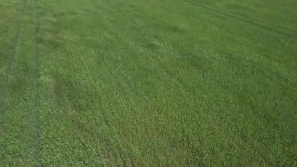 Πετώντας Πάνω Από Πράσινο Χωράφι Σιταριού Στις Αρχές Του Καλοκαιριού — Αρχείο Βίντεο