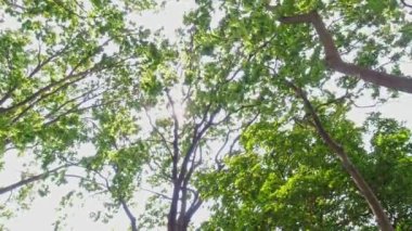 Looking up under tree canopy of the Carolinian Forest. Green arch of greenery summer at Point Pelee National Park.