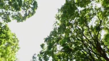 Point of view, top car view. Sunroof window driving view, POV view up from the car. Driving under canopy of the Carolinian Forest. Green arch of greenery during driving at summer vacation adventure.