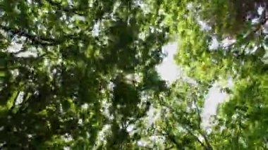 Point Pelee Drive POV view up driving view. Point of view sunroof car view. Driving in the tunnel of green summer trees. Traditional territory of the Three Fires Confederacy of First Nations, Ojibwa, Odawa, Potawatomi.