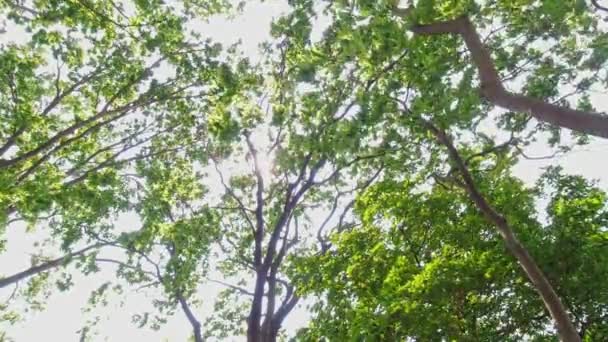 Looking Tree Canopy Carolinian Forest Green Arch Greenery Summer Point — Vídeo de stock