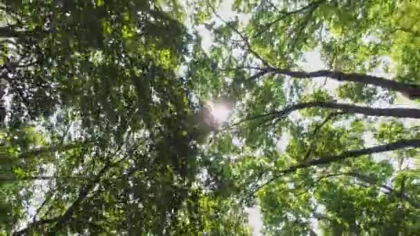 Point Pelee Drive Pov View Driving View Point View Sunroof — Wideo stockowe