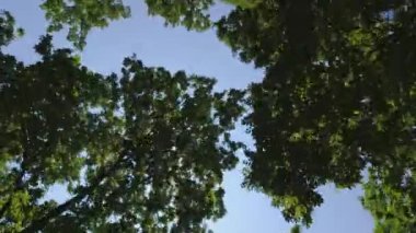 Point Pelee Drive POV. Point of view, top car view. Sunroof window driving view. Driving under canopy of the Carolinian Forest. Green arch of trees, greenery during driving at summer vacation adventure at Point Pelee National Park.