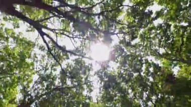 Point Pelee Drive POV görüntüsünü aç, arabadan dışarı bak. Yeşil yaz ağaçlarının tünelinde araba sürüyorum. Caldwell 'in ilk ulusu. Çeşitli bitki ve hayvanlara ev sahipliği yapar.